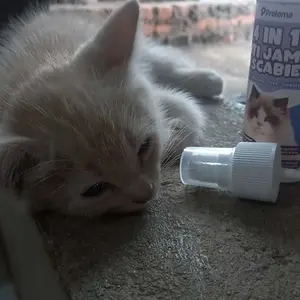 [4 in 1] Anti Jamur Scabies Kutu & Mandi Instan Wangi Parfum 100ml | Cegah Infeksi Jamur, Kutu, Tungau Penyebab Kudis | Cocok Untuk Kulit Sensitif | Protema