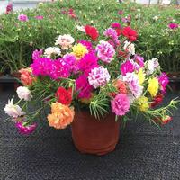 Gambar [Perkecambahan Cepat] Campuran Biji Portulaca Kelopak Tunggal & Ganda, Biji Bunga Mawar Lumut Untuk Menanam Tanaman Berbunga, Biji Portulaca Untuk Balkon, Biji Dan Umbi Tanaman, Biji Bonsai Untuk Berkebun, Tanaman Udara, Tanaman Dalam Ruangan, Tanaman Asl - 1 pack-PH0012 dari Benih Pilihan Alam Kota Administrasi Jakarta Pusat 3 Tokopedia