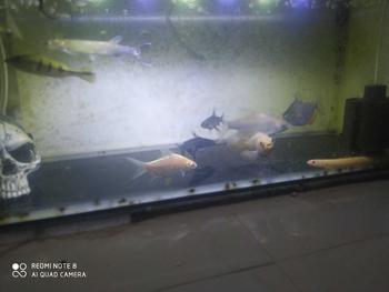 Product Review of Tengkorak hiasan aquarium/dekorasi miniatur pajangan from R**. F**H 1