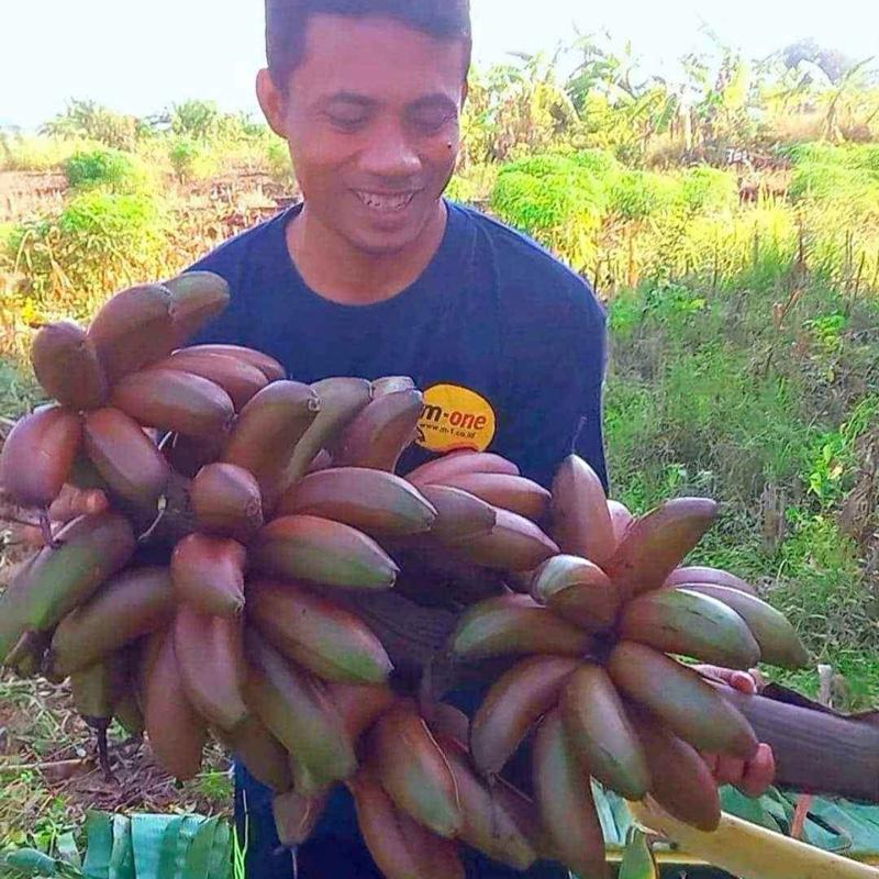 Tanaman/bibit pisang merah/pisang kidang 1