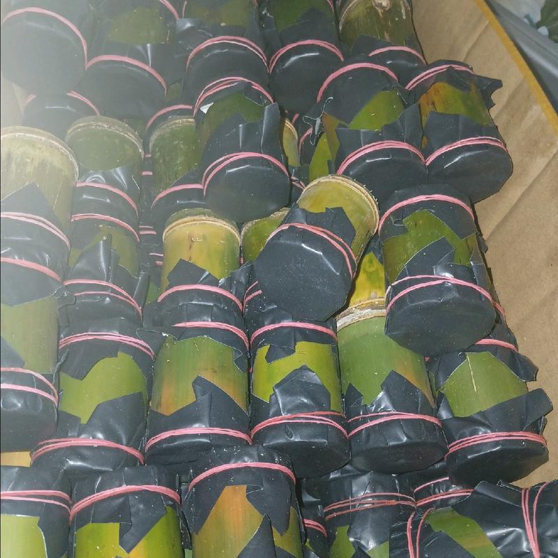 umpan mancing ulat bambu 1 tabung isi 25 3