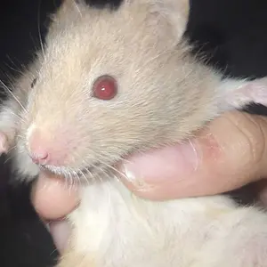 Tali Tuntun Hamster Harness Tupai Harnes Badan Sugar Glider Gerbil Bajing Marmut Kelinci Kadal