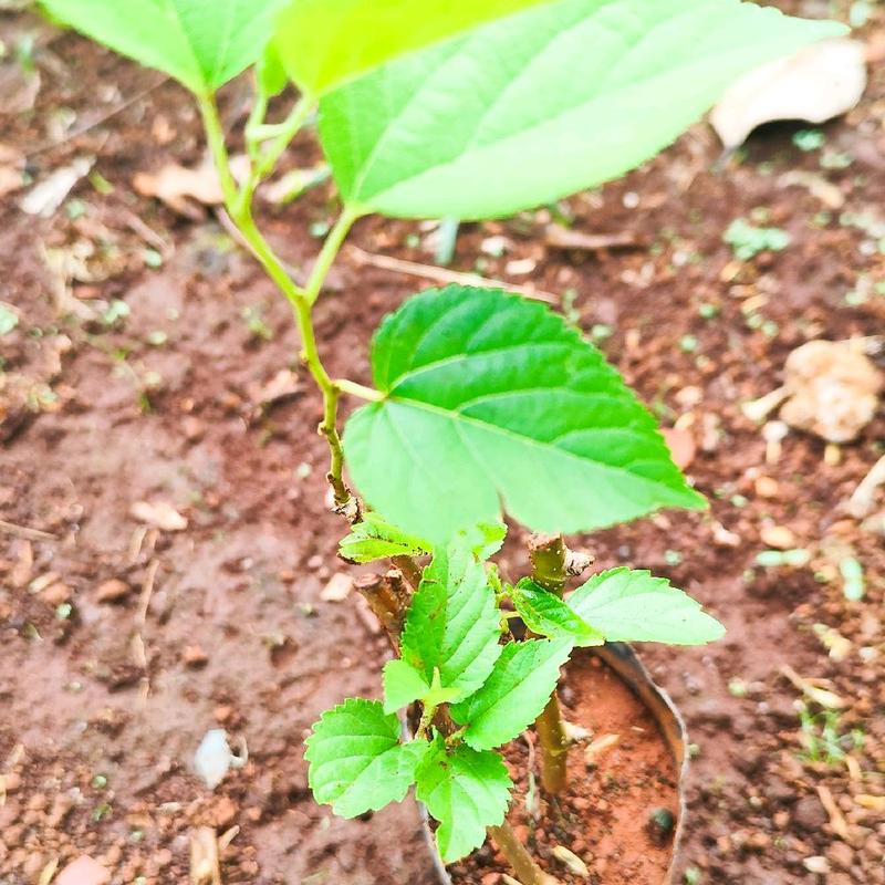 Combo 3 Chậu Dâu Tằm Siêu Trái ( Cành Nhỏ + Đang Ra Rễ ) Cây Giống Dâu Siêu Quả Làm Bonsai ăn trồng 3