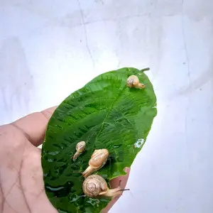 Siput Kecil untuk Pakan Reptile Ikan dan Hewan Lainnya