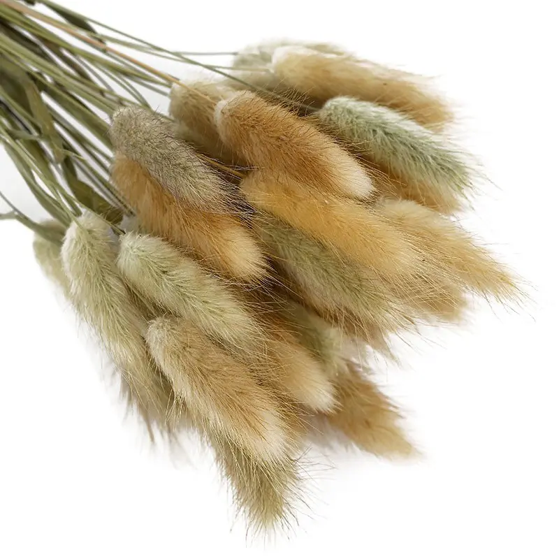50pcs Rabbit Tail Grass Dried Flower Bundle True Flower Eternal Flower Dog Tail Grass Dried Flower Home Decoration