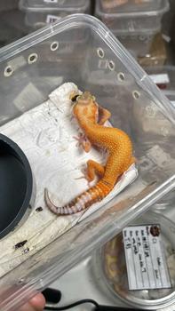 Product Review of P4tung Gambargecko viral di indo from A**m a**h 0