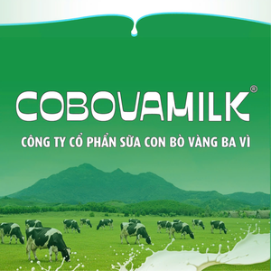 Sữa Con Bò Vàng Ba Vì