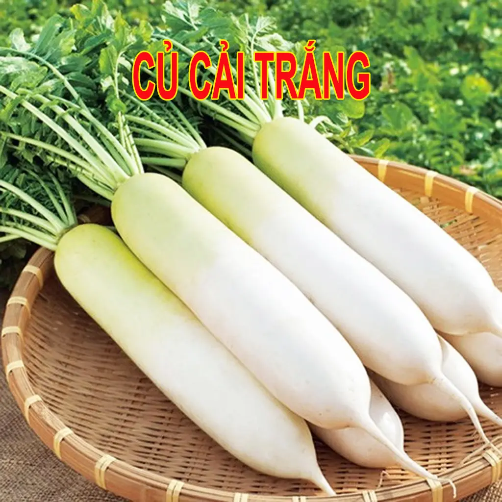 Hạt giống củ cải trắng chất lượng cao, trồng quanh năm