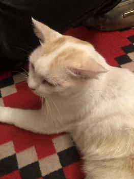 Product Review of Rebusan Rumput helikopter untuk kucing natural immune support cat supplement from ** ** ** 0