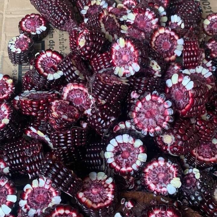 2KG Ngô tím Điện Biên - ngâm rượ.u thơm ngon, bổ dưỡng, màu đẹp - 2kg - hạt giống - túi trà - trà 1