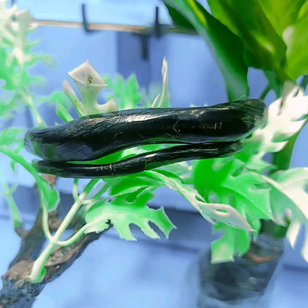 gelang akar Bahar hitam model pipi kriwil natural