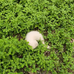 Olive Care Vitamin Kucing NATIVE+ GOLD 110gr Protein Tinggi GOLDEN POWDER untuk Peningkat Nafsu Makan, Berat Badan, Gembul, Kulit Sehat, Cegah Bulu Rontok, Imunitas, Daya Tahan Tubuh, Kesehatan Pencernaan, dan Pelengkap Nutrisi Makanan Harian Kucing