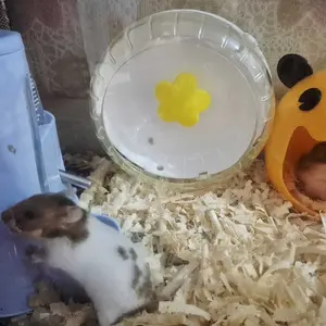 Kincir Sweet Rolling No.2 / Mainan Hamster / Kincir Hamster