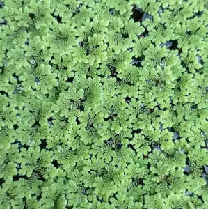 pakan alternatif ikan lele nila gurame patin