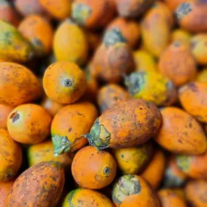 pinang tua buah jambe berat 500g masih Fress/segar