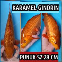 Gambar koi blitar penjinak chagoi karamel ready juga kohaku showa sanke dll dari umikoi bekasi Kota Bekasi 1 Tokopedia