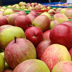 apel malang jenis apel ana besar sekilo 10-15 buah rasa asam manis tekstur empuk untuk diet dan kesehatan Frozen Zuriat HANYA UNTUK PENGIRIMAN JATIM JATENG AJA KARENA TEKSTUR APEL EMPUK MUDAH BUSUK DAN PENYOK