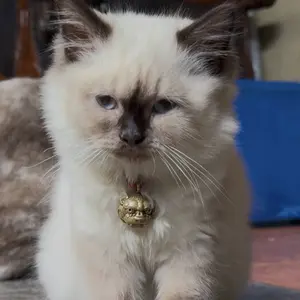 [NEW] Mr. Vet Cat Pouch - Pouch Makanan Basah Kaleng 400g VITAMIN, LYSINE, OMEGA 3