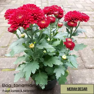TANAMAN BUNGA KRISAN SERUNI ASTER BERBUNGA CANTIK