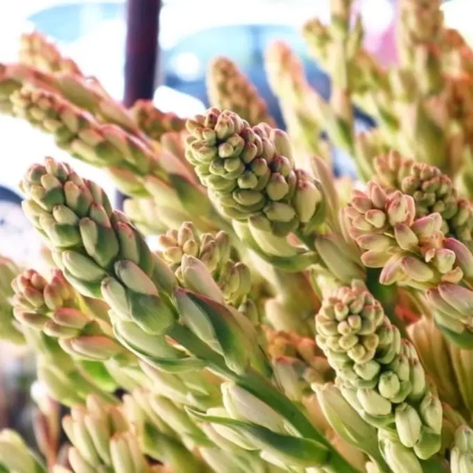 Bunga Sedap Malam Tuberose - Aroma Wangi Tahan Lama