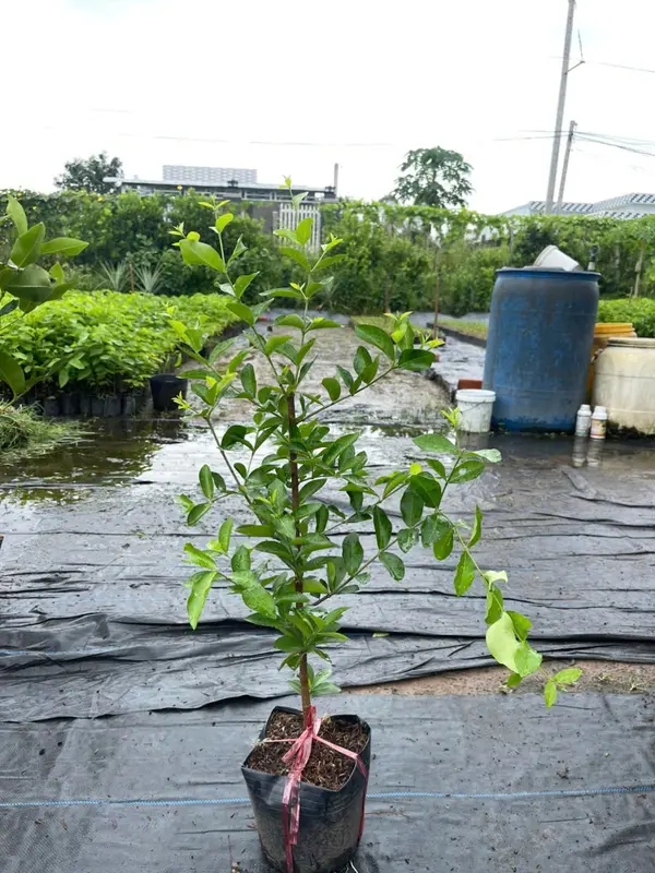 Cây giống Sơ-Ri TRÁI NGỌT(Cây 60-80cm chậu nhỏ), cây chiết cành nhanh cho trái, sau 4 tháng trồng, trái to ngọt. 3