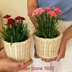 Pot Bunga Rotan Aestetic Murah diameter 10 cm