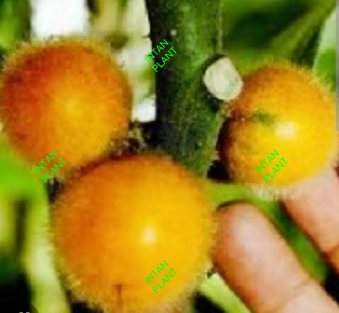Benih Terung Asam / Terung Bulu / Dayak / Solanum Feroix Seeds - Flower