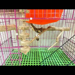 TANGKRINGAN KAYU KOPI 40-50cm/tangkringan kayu kopi natural cocok untuk burung, sugarglider dll