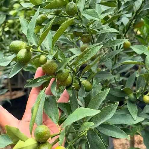 benih tanaman jeruk nagami bisa di makan sama kulitnya 3