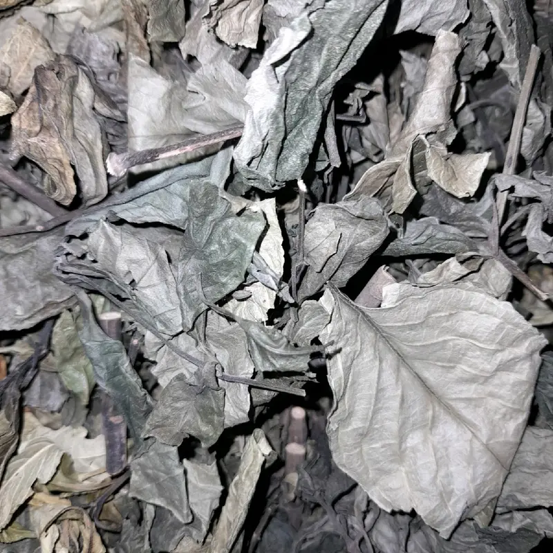 Daun kejibeling kering/ Daun pecah beling kering 100gr 0