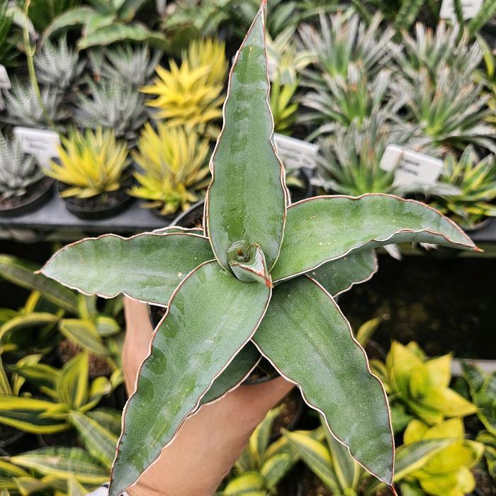 Jual Sansevieria Star Canary / Sanseviera / Tanaman Lidah Mertua - Pot 10  cm - Kota Administrasi Jakarta Timur - Pot Kecil | Tokopedia
