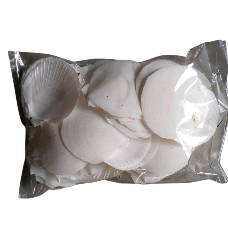kulit kerang simping untuk kerajinan dan filter kolam 3