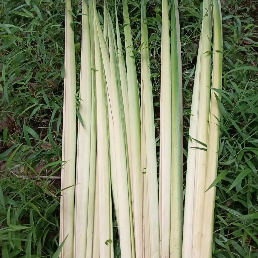 Daun Kelapa muda atau Janur kuning isi 50 lembar