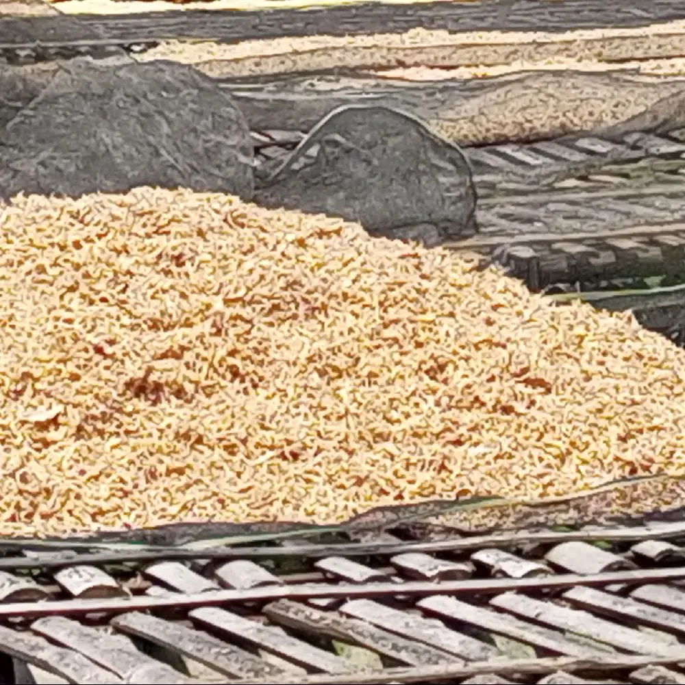 Ikan Asin Rebon 1 kg - Produk Olahan Ikan Asin Rebon Berkualitas Tinggi
