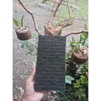 Gambar Pot Anggrek Ijuk Aren Hitam Fullpot Papan Tempel - 12x22cm dari Omah Pot Kebumen Kab. Kebumen 3 Tokopedia