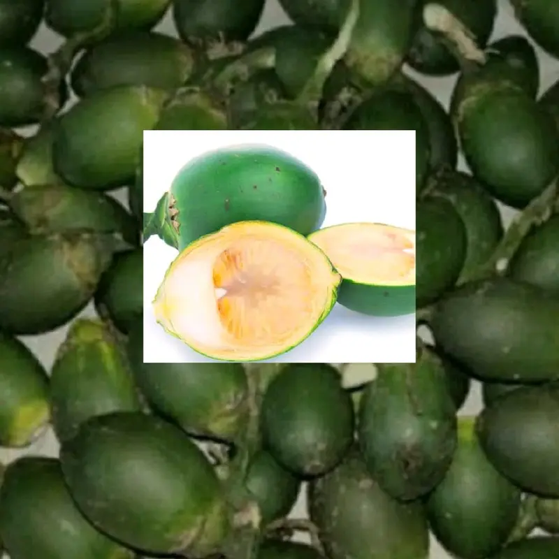 pinang muda  organik 1 kg, pinang dengan harga murah kualitas terbaik ,pinang muda untuk kesehatan tubuh ~Frozen Food 1