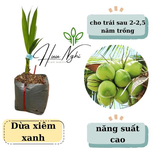  Cây giống Dừa xiêm xanh cây dừa xiêm xanh 