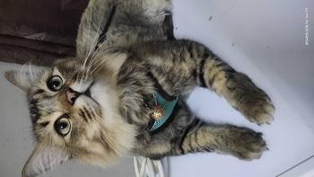 Product Review of Dr.Bites Booster Gemuk Freeze Dried Chicken [500g] Premium Cat Dog Treats Chicken Egg Yok Liver Snack Makanan Kucing booster  kucing from ꧁**꧂ 0