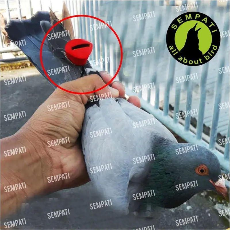 Sempati Sawangan Jumbo Yakul Sawangan Merpati Hatong Hotang Pluit Peluit Sempritan Latih Burung Merpati Balap Dara Pos Bunyi Nyaring Gacor 4