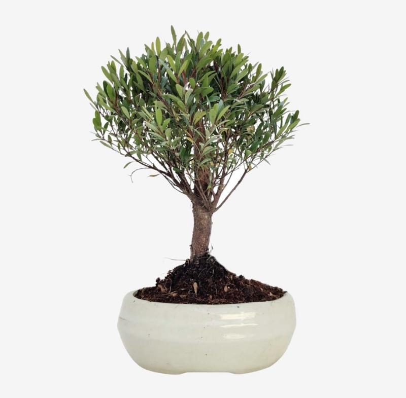 Product Introduction of Syzgium Buxifolium Live Plant - Fresh Gardening Indoor Plant Outdoor Plants for Home Garden Fresh Plant 8