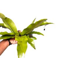 Gambar tanaman hias Kadaka Mini Hias dari Naturegreen Kab. Pangandaran 4 Tokopedia