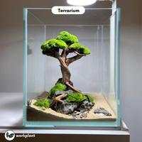 Gambar Workplant - Preserved Moss Lumut Hutan Yang Diawetkan Untuk Dekorasi Indoor Terrarium Landscape Hiasan Dinding - Hijau Muda dari workplant official Kota Surabaya 5 Tokopedia