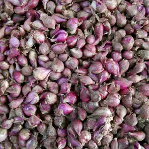 Bawang merah ukuran random