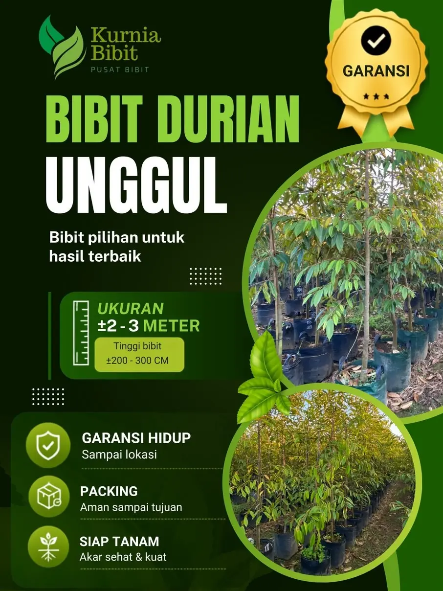 Bibit Durian Planter Bag Premium ±2–3 Meter | Okulasi | Siap Tanam | Garansi Hidup