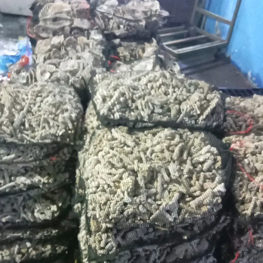 media filter karang jahe 5 kg plus jaring
