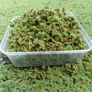 Bibit Azolla Micropyla Super Premium Kemasan 1000ml Bergaransi untuk Budidaya pakan ayam Alternatif pur 511 premix suplemen booster
