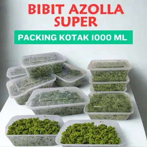 Bibit Azolla Super Premium Indukan Budidaya Kemasan Cup 1000ml Segar Tahan Kirim 8 Hari Kualitas Tinggi untuk Kolam & Ternak