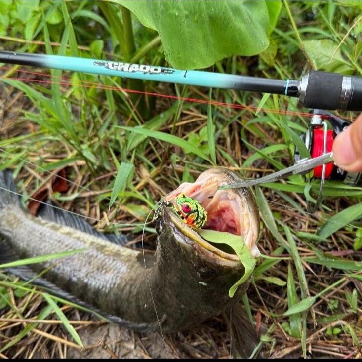 [ Mua 1 cần Tặng 1 dây x4 Horai ] CẦN CHUYÊN LURE CHADO 1 HỌC SINH-SINH VIÊN DÀI 2m1