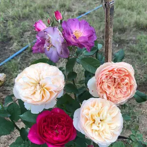 Link khusus co indukan harga 80rb full media