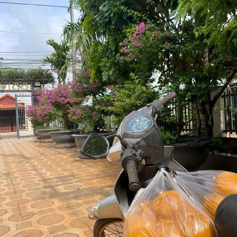 5kg Bột Nghệ Nguyên Chất Trang Phạm 7